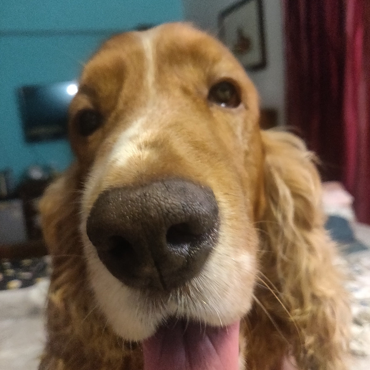 Best dog breed for kids and families