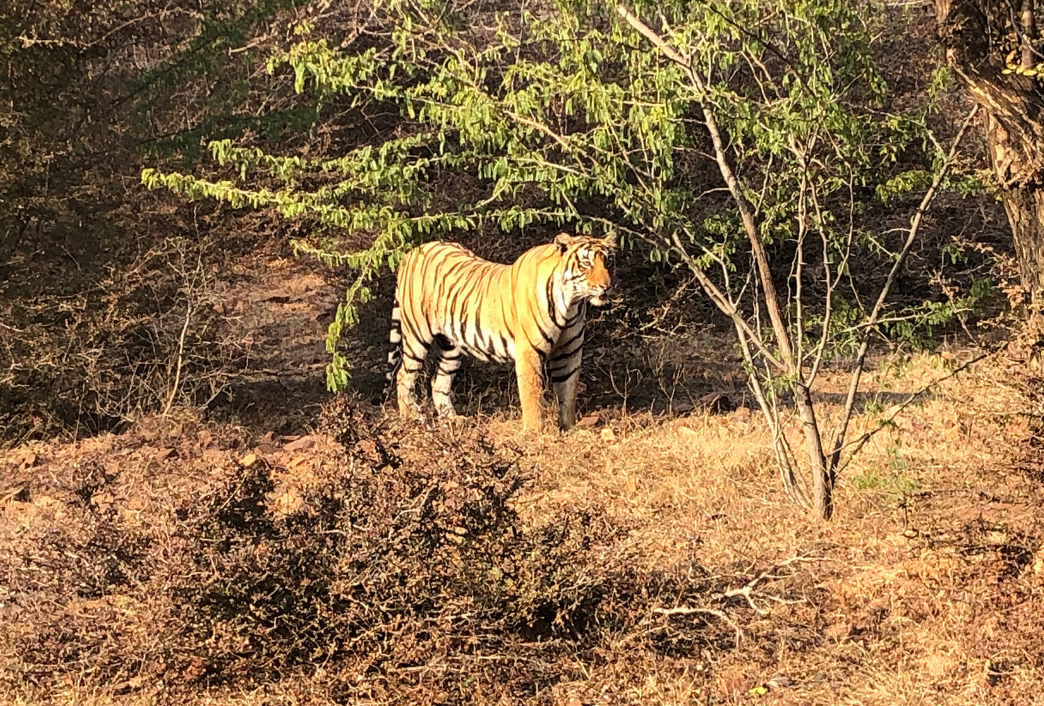 Club Mahindra at Corbett National Park