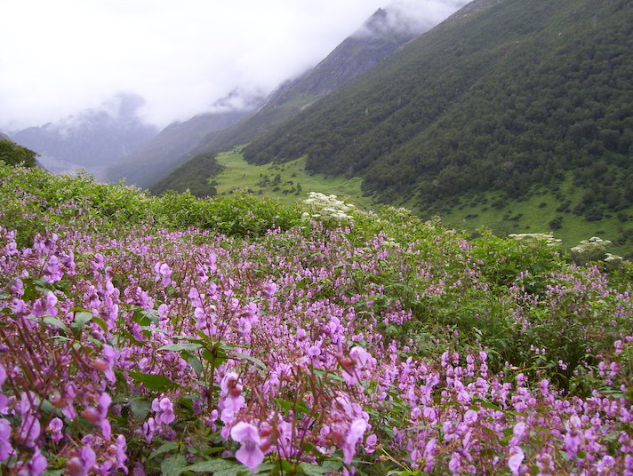 Govindghat to Ghangaria Trek