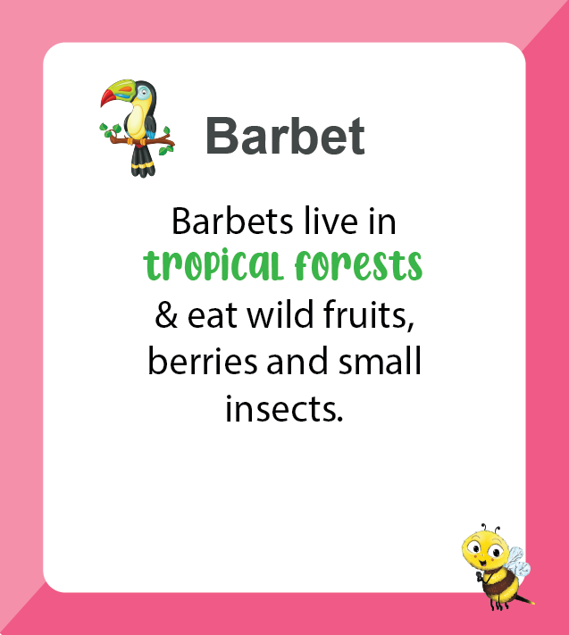 Premium A to Z Birds (Age 2 to 7) - Biplobworld