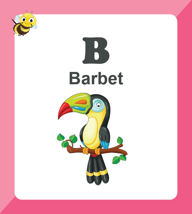 Premium Biplob flashcards for children featuring Birds - Barbet